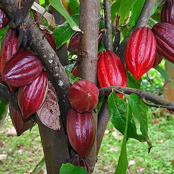 cacao 2