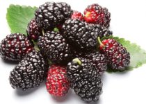 Group of mulberries with a leaves. Isolated on a white background.