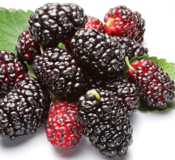 Group of mulberries with a leaves. Isolated on a white background.